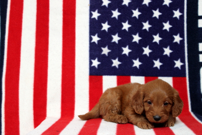 puppy, for, sale, Mini Goldendoodle F1, Matthew B. Stoltzfus, dog, breeder, Gap, PA, dog-breeder, puppy-for-sale, forsale, nearby, find, puppyfind, locator, puppylocator, aca